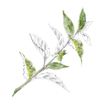 Nettle, catnip medicinal garden plants, hyssop, mint and salvia wild aromatic herbs, traditional healing botanicals. Isolated pencil and watercolor hand drawn illustration. Herbalism natural remedies