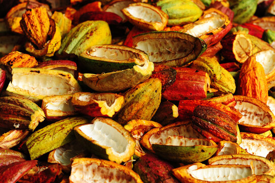 Madagascar, Ambanja, close-up on colorful cacao beans