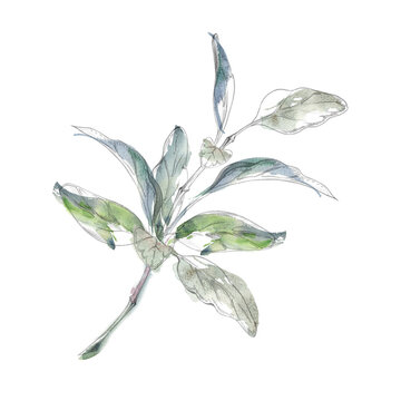 Sage, oregano or marjoram leafy vegetables, aromatic herbs, fresh harvest plants with culinary appeal. Isolated pencil and watercolor hand drawn illustration. Nutrition articles, vegetable guides
