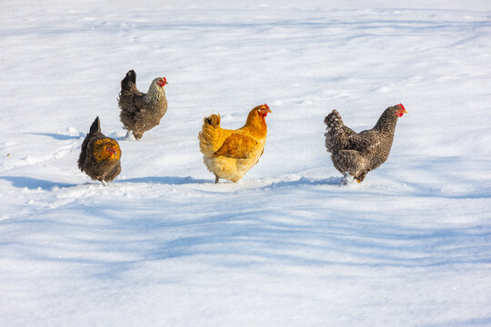 Four Chickens Walking in Snowy Field