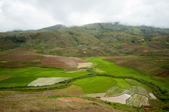 Madagascar, Ambalavao, spectacular green ricefield in rainy season