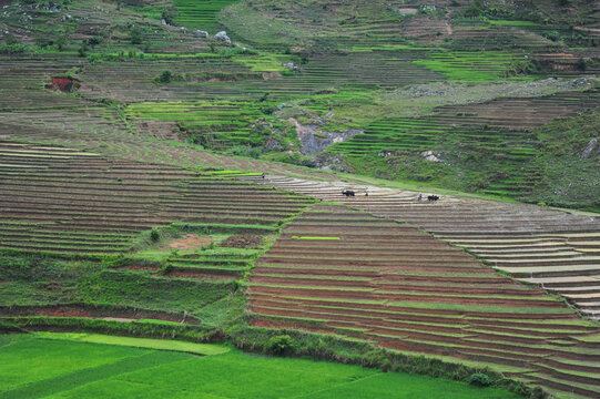 Madagascar, Ambalavao, spectacular green ricefield in rainy season