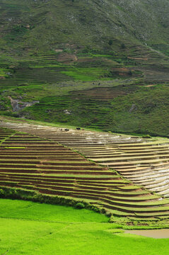 Madagascar, Ambalavao, spectacular green ricefield in rainy season