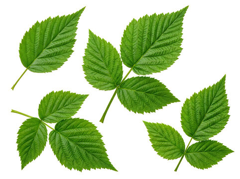Set of fresh green raspberry leaves isolated on white background