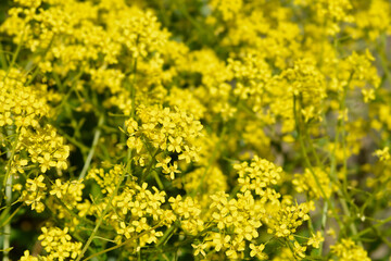 Obraz premium Abundant yellow false turkish rocket blossoms open up on slender green branches across a sunny meadow - latin name - Bunias orientalis