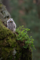 A cute young long-eared owl chick Asio otus sitting on a mossy rock near green blueberry bushes in a forest alert fluffy juvenile bird portrait wildlife photography © Rudolf