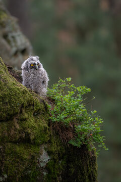 A cute young long-eared owl chick Asio otus sitting on a mossy rock near green blueberry bushes in a forest alert fluffy juvenile bird portrait wildlife photography