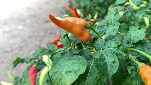 Chilies in the garden