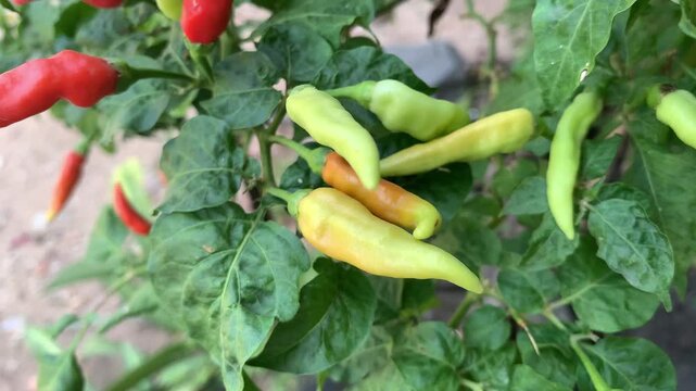 Chilies in the garden