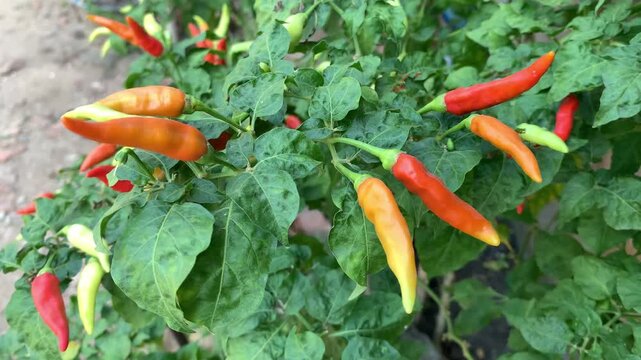 Chilies in the garden