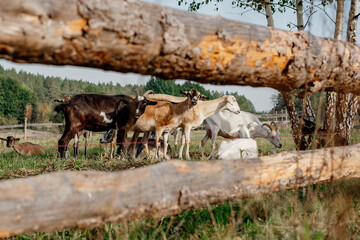Goats Grazing in a Farm Pasture Behind a Wooden Fence © Katsiaryna