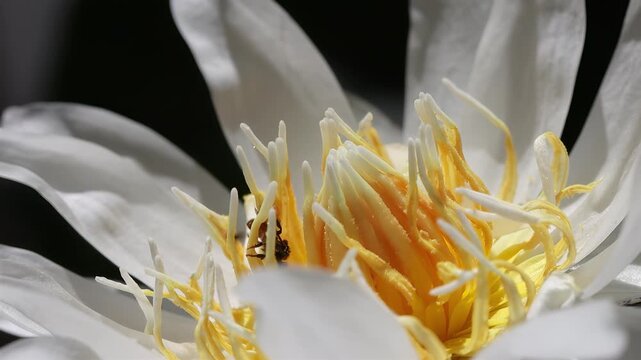 Macro close-up of a small stingless bee collecting pollen inside a white water lily flower in Thailand, slow motion