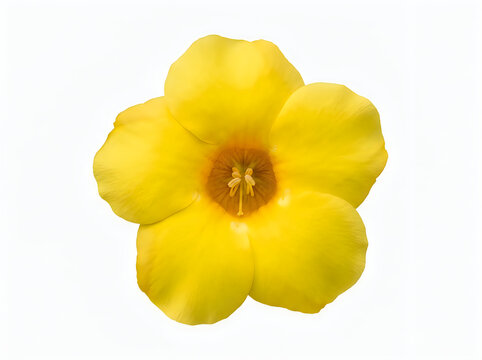 Beautiful vibrant yellow allamanda cathartica flower, also known as golden trumpet, common trumpetvine, and yellow allamanda, isolated on white background