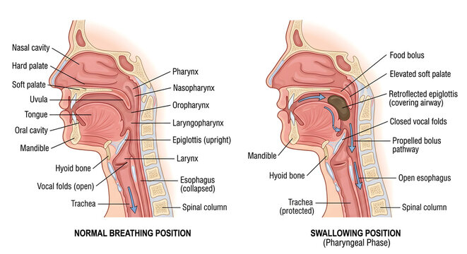 Human Anatomy of Normal Breathing and Pharyngeal Phase of Swallowing Cross Section Illustration