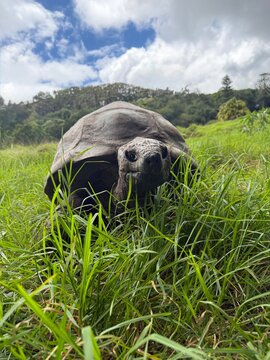 Jonathan the giant tortoise, world&rsquo;s oldest known living land animal, on Saint Helena Island