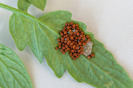 Stink Bug Eggs and Newly Hatched Nymphs on Tomato Leaf