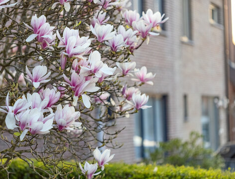 Beautiful blooming pink and white magnolia tree flowers in front of a modern residential building during spring season