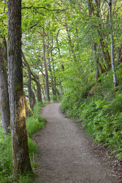 Peaceful dirt trail winding through a lush green forest surrounded by tall trees and dense foliage
