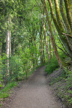 Scenic uphill dirt path lined with wooden railing surrounded by tall green mossy trees in the forest