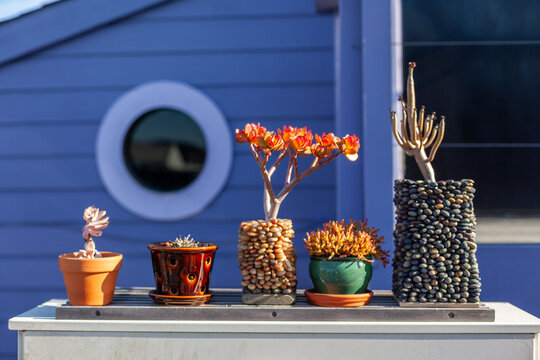Five various succulents and cacti in decorative pots sit on a wooden shelf in front of a blue wall with a round window in Sausalito, California, USA