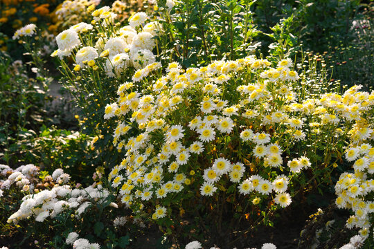 Bright white single chrysanthemum morifolium or daisy mum flowers in full bloom, floral background. Closeup of colorful autumn blossoms growing in a garden, seasonal fall decorative plant breeding