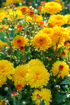 Bright yellow pompon chrysanthemum flowers in full bloom creating vibrant floral background. Closeup of colorful autumn blossoms growing in a garden, seasonal fall decorative plant breeding