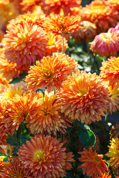 Orange double chrysanthemum, garden mum flowers and unopened buds blooming in a sunny autumn garden. Beautiful seasonal floral landscape in botanical park. Plant breding, gardening, cultivation