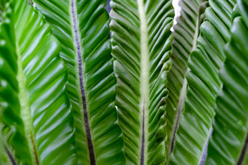 Close-up texture of Asplenium nidus or Cobra fern foliage in a home garden © renipurnama