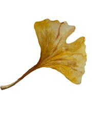 Naklejka premium Hand-painted watercolor yellow Ginkgo biloba leaf isolated on transparent background