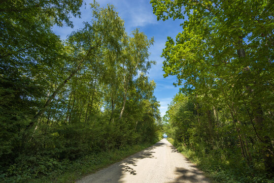 Scenic Dirt Road Through a Lush Green Forest Under a Blue Sky