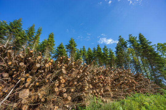 Large Stack of Cut Tree Branches and Logs by a Forest Road
