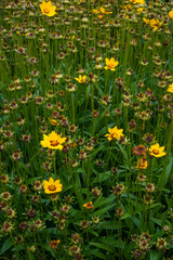 Fototapeta premium Vertical view of yellow coreopsis flowers with dried seed heads among green stems. A textural naturecore botanical shot with a cottagecore garden aesthetic.