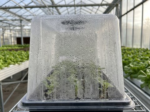 Heavy Water Condensation Droplets Clinging to Plastic Humidity Dome over Seedling Propagation Tray