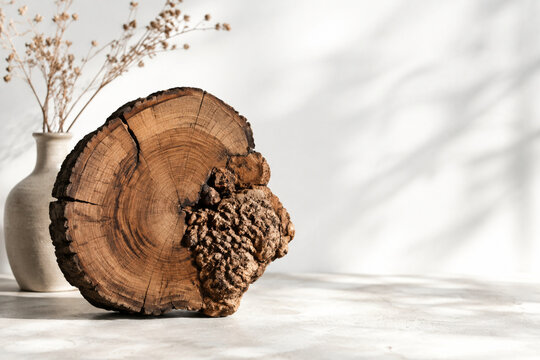 Tree trunk cross section with large burl and cracked rings, organic home decor concept