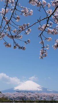 静岡県御殿場市より望む満開の桜と冠雪した富士山の等倍速映像（縦・フィックス）