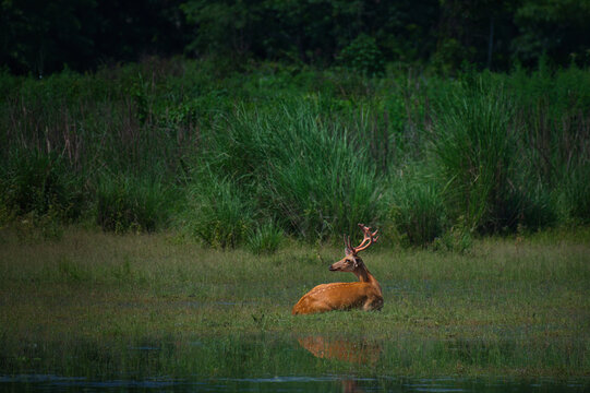 Male swamp deer resting in wetland grassland habitat