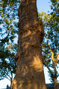 A vertical close-up shot shows the thick bark of a London plane tree trunk. Platanus acerifolia stands under sunny skies with green leaves in the background.