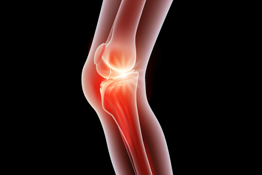 Human knee anatomy joint structure with bones, ligaments, and tendons on a black isolated background. 3d illustration