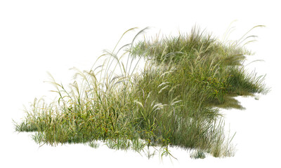 Fototapeta premium green grass isolated on white/High-resolution detailed ornamental grasses isolated on a clean white background, showcasing natural texture and lush greenery.