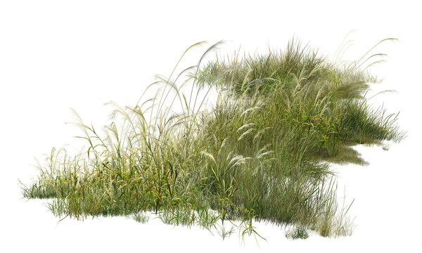 green grass isolated on white/High-resolution detailed ornamental grasses isolated on a clean white background, showcasing natural texture and lush greenery.