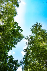 Fototapeta premium Vertical view looking up at green tree canopy against a blue sky. Central copy space makes it ideal for overlay text in naturecore and slow living designs.