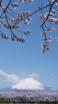 Beautiful Cherry Blossoms and Mount Fuji on a Sunny Spring Day (Vertical | Real Time | Zoom In): Filmed in Gotemba City, Shizuoka Pref., Japan