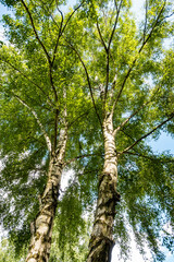 Fototapeta premium Vertical view of two silver birch trunks with white bark and green leafy crowns. A fresh naturecore and cottagecore summer woodland scene with soft light.