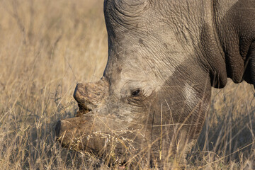 White rhino face close-up showing eye and horn detail, Kruger © Wikus