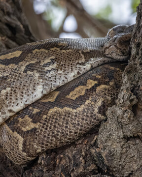 African rock python coiled on a tree branch, close-up detail