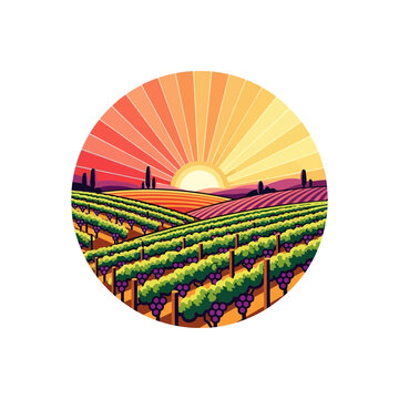 Sunrise Over Vineyard Landscape, Grapes Harvest, Beautiful Rural Scenery