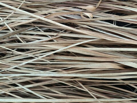 Close up of dry cogon grass or satintail
