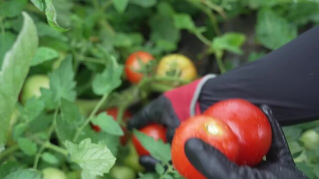 Farmer in black and red gloves picks ripe red tomatoes from green vines during harvest at a Japanese tomato farm
