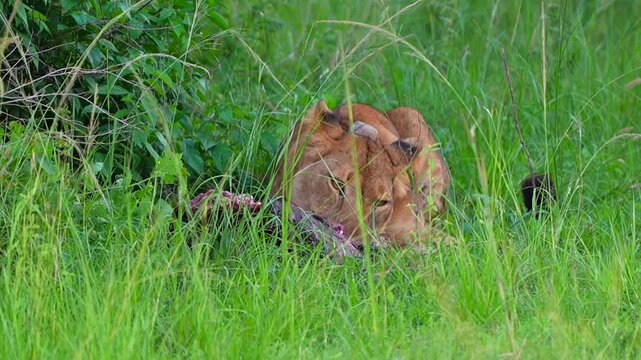 A lioness eating beef ribs in slow motion while lying on the ground