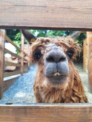 A brown alpaca looks at the camera through a wooden fence in close-up © Giacomo